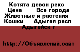 Котята девон рекс › Цена ­ 1 - Все города Животные и растения » Кошки   . Адыгея респ.,Адыгейск г.